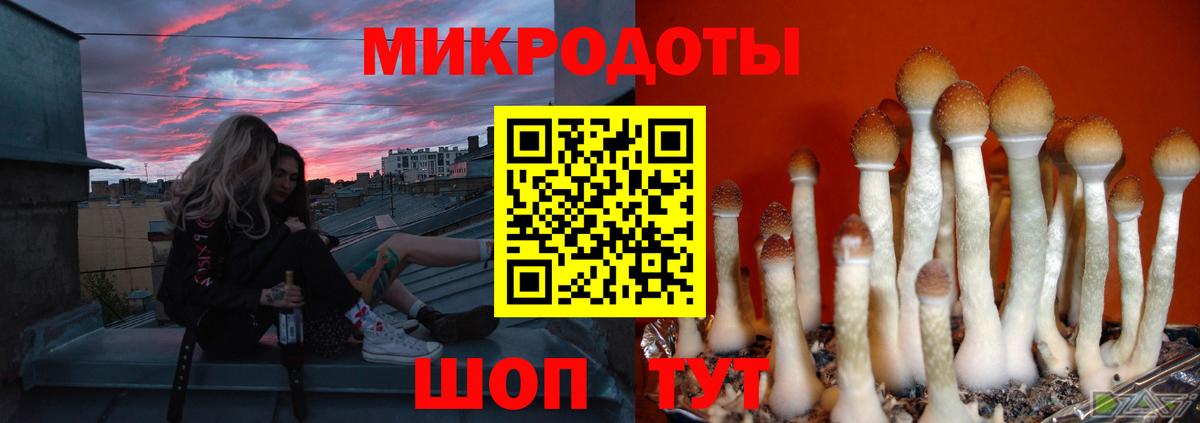 Галлюциногенные грибы Cubensis Камень-на-Оби